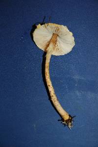 Lepiota clypeolaria image