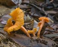 Cantharellus concinnus image