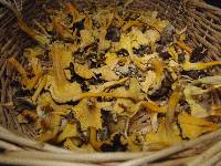 Craterellus lutescens image