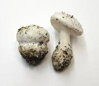 Amanita silvicola image