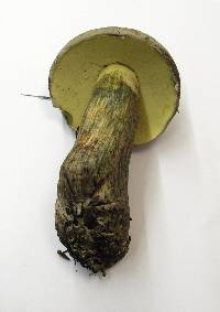 Boletus rubripes image