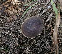 Boletus zelleri image