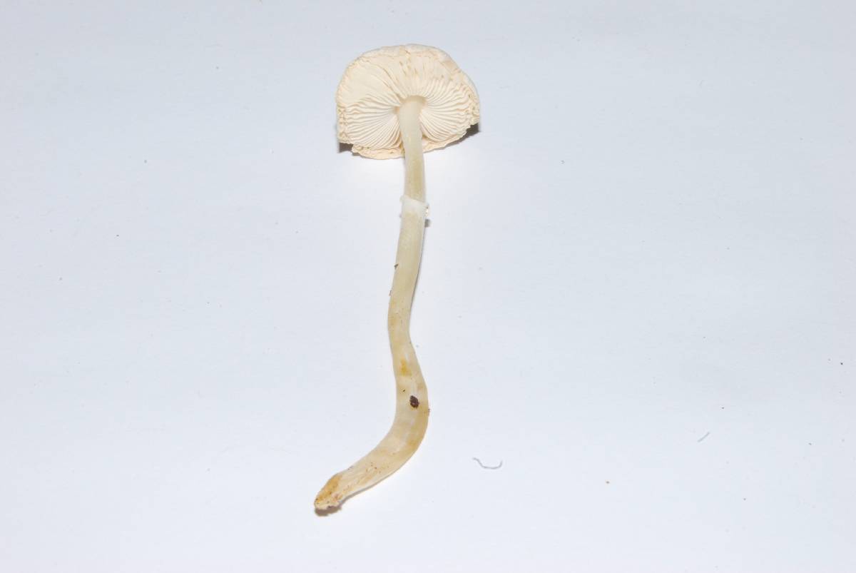 Lepiota sequoiarum image