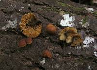 Gymnopilus croceoluteus image