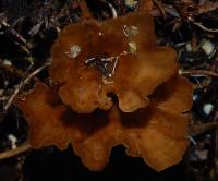 Podoscypha petalodes ssp. floriformis image