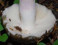 Russula griseoviridis image