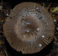 Amanita pekeoides image