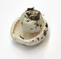 Hygrophorus subalpinus image