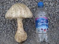 Amanita atkinsoniana image