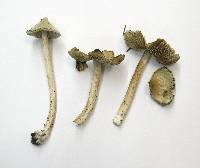 Inocybe sororia image