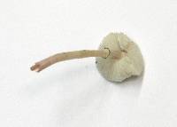 Lepiota atrodisca image