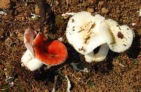 Russula cremoricolor image