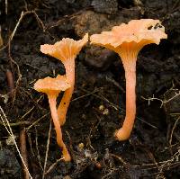 Cantharellus concinnus image