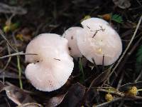 Mycena rosea image