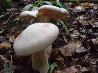 Entoloma sinuatum image