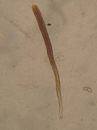 Veluticeps fimbriata image