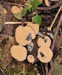 Asterophora lycoperdoides image