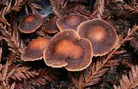 Gymnopus brassicolens var. brassicolens image