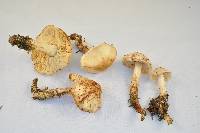 Rhodocollybia maculata image