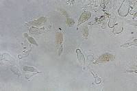 Echinoderma hemisclerum image