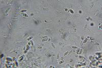 Echinoderma hemisclerum image