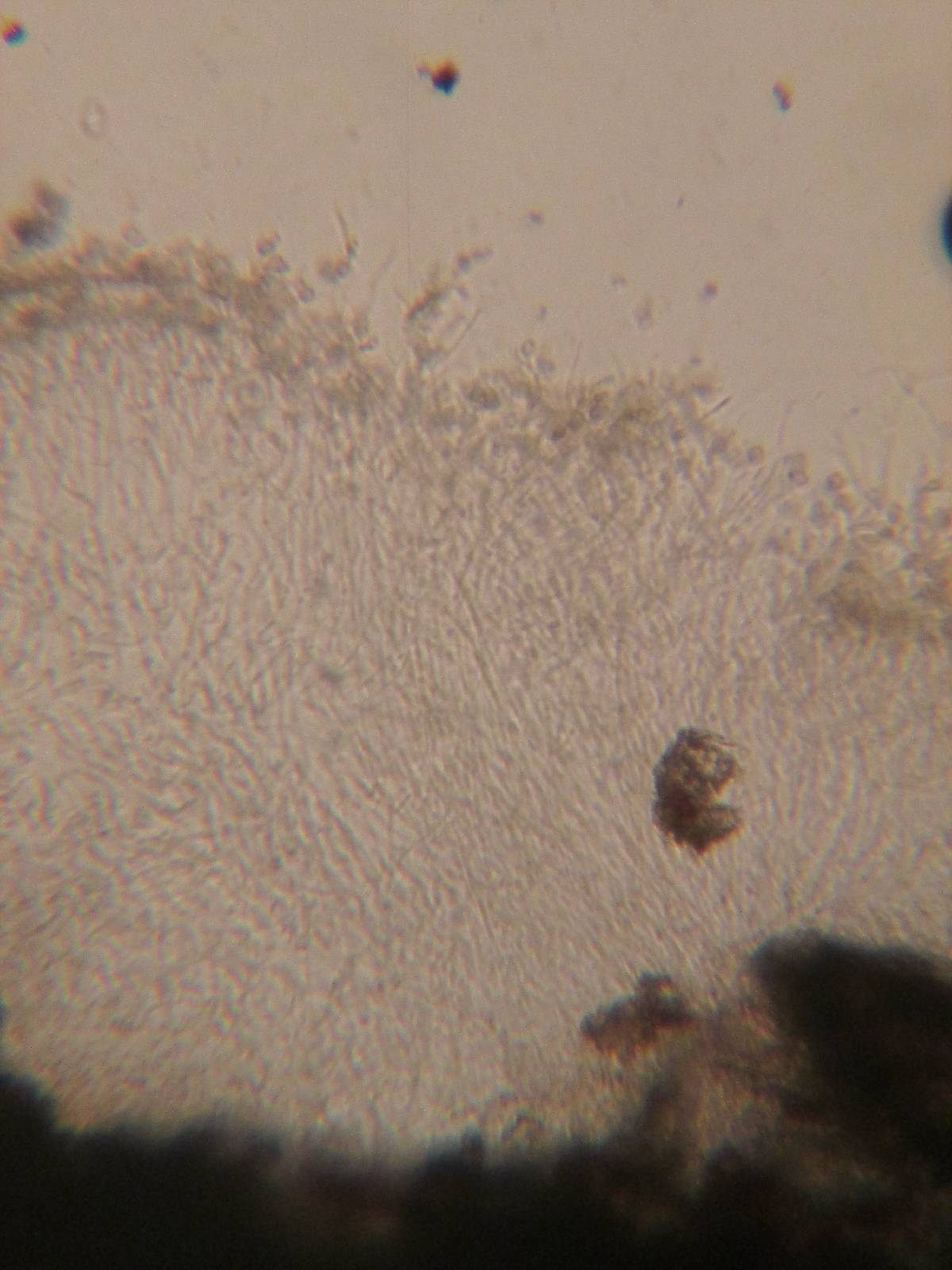 Exidiopsis grisea image