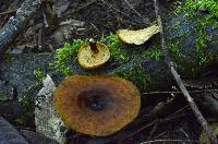 Polyporus melanopus image