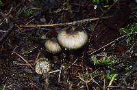 Inocybe fuscodisca image