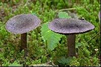 Cortinarius hercynicus image