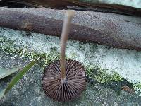 Psathyrella bipellis image