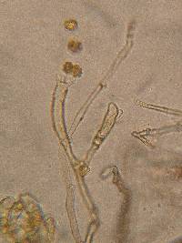 Tomentella bryophila image