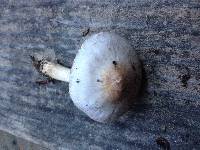 Inocybe ionocephala image