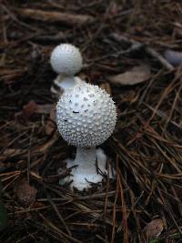 Amanita abrupta image