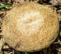 Lycoperdon pratense image