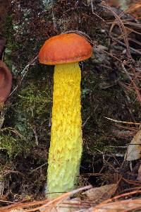 Heimioporus betula image