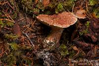 Suillus lakei image