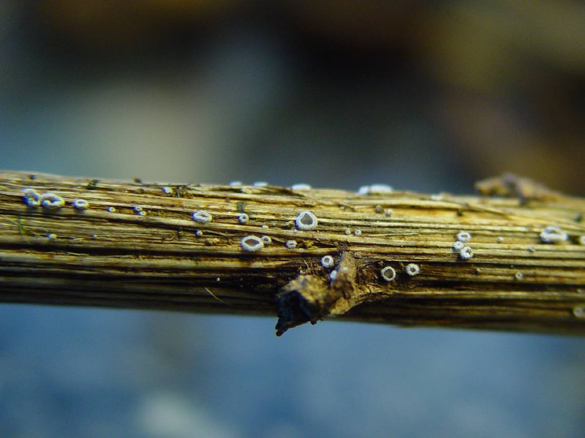 Lachnella alboviolascens image
