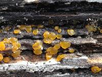 Dacrymyces stillatus image