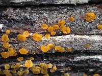 Dacrymyces stillatus image