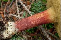 Boletus chrysenteron image