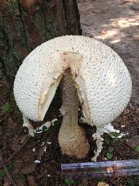 Amanita rhopalopus image