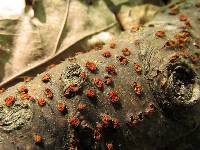 Nectria cinnabarina image