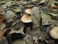 Agaricus placomyces image