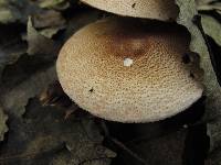 Agaricus placomyces image