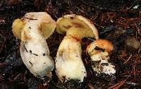 Suillus caerulescens image