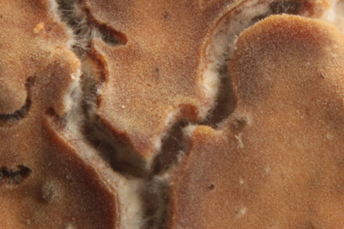 Gloeocystidiellum leucoxanthum image