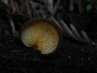 Crepidotus crocophyllus image