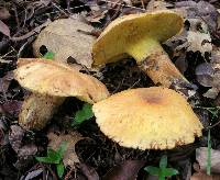 Suillus caerulescens image