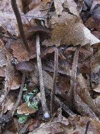 Entoloma hirtipes image