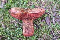 Boletus rhodoxanthus image